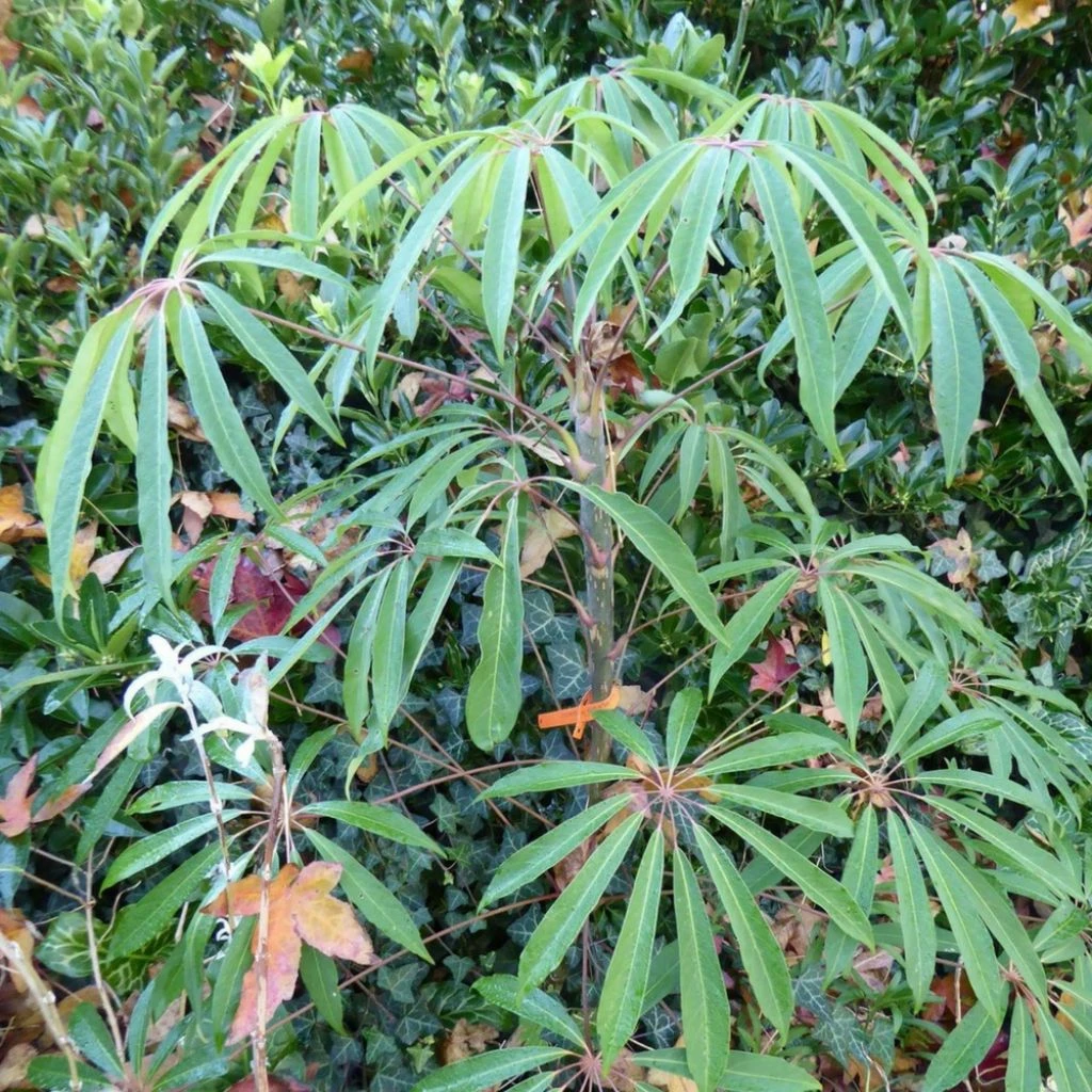Schefflera taiwaniana Schefflera Taiwaniana -Graines Fleurs Boutique 1