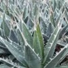 Agave Kerchovei