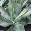 Agave Salmiana - Agave De Salm