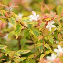 Abélia Grandiflora Kaléidoscope