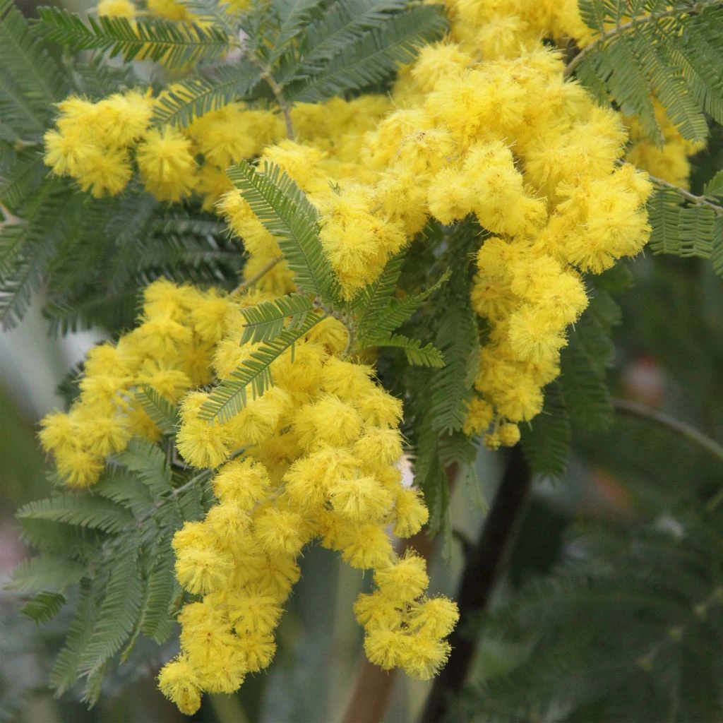 Acacia dealbata Gaulois Astier GREFFE - Mimosa des fleuristes Acacia Dealbata Gaulois Astier GREFFE - Mimosa Des Fleuristes -Graines Fleurs Boutique Acacia dealbata Gaulois Astier GREFFE 85885 1
