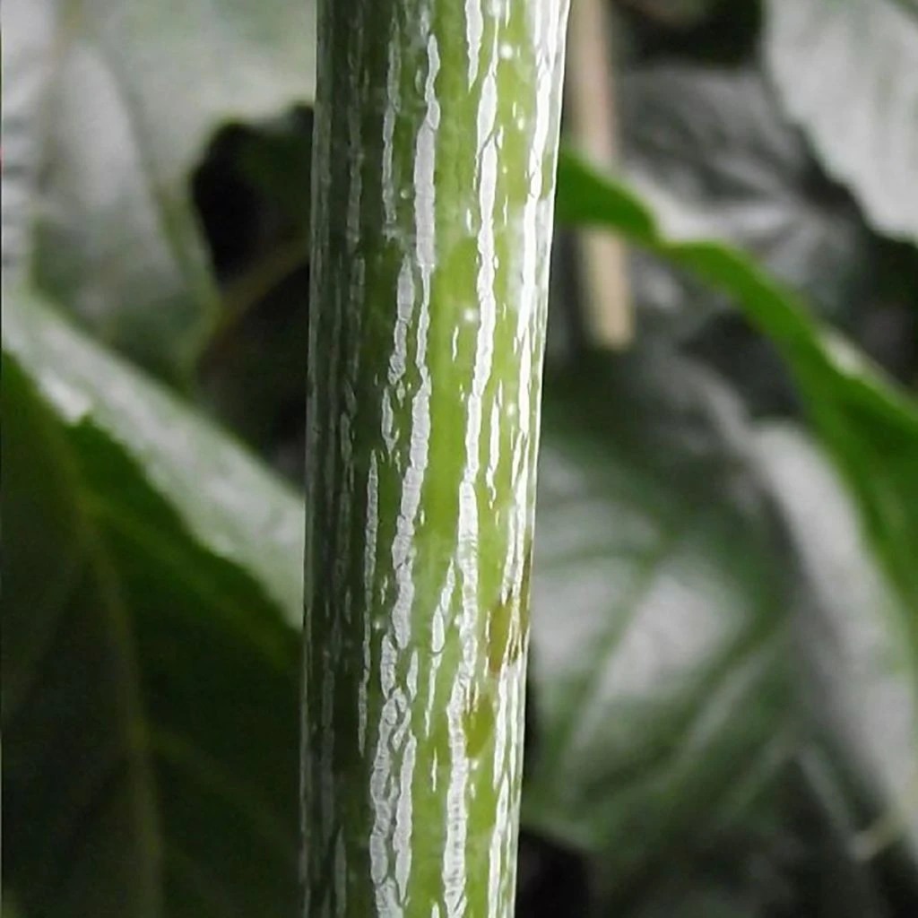 Acer conspicuum Silver Vein - Erable à peau de serpent Acer Conspicuum Silver Vein - Erable à Peau De Serpent -Graines Fleurs Boutique Acer conspicuum Silver Vine Silver Vein Erable a peau de serpent IF 18994 1