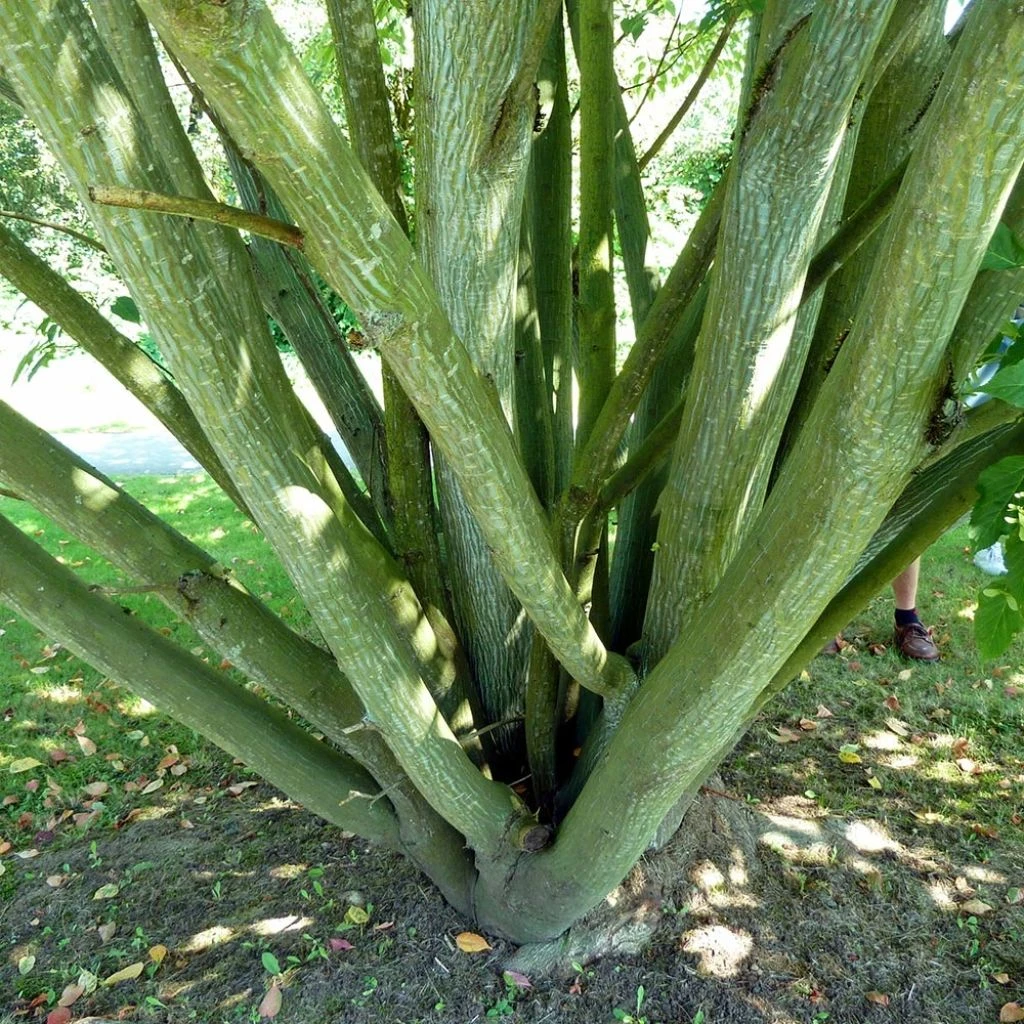 Acer davidii - Érable à peau de serpent Acer Davidii - Érable à Peau De Serpent -Graines Fleurs Boutique Acer davidii 1000212 1