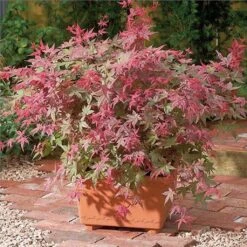 Érable Du Japon Beni Maiko - Acer Palmatum