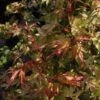 Érable Du Japon - Acer Palmatum Katsura