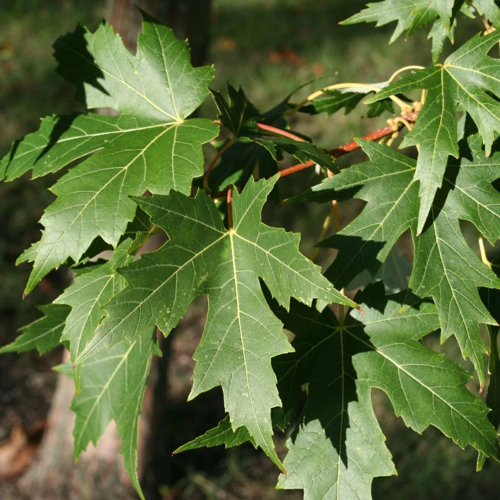 Acer saccharinum Laciniatum Wieri - Érable argenté Acer Saccharinum Laciniatum Wieri - Érable Argenté -Graines Fleurs Boutique Acer saccharinum Laciniatum Wieri 87189 1