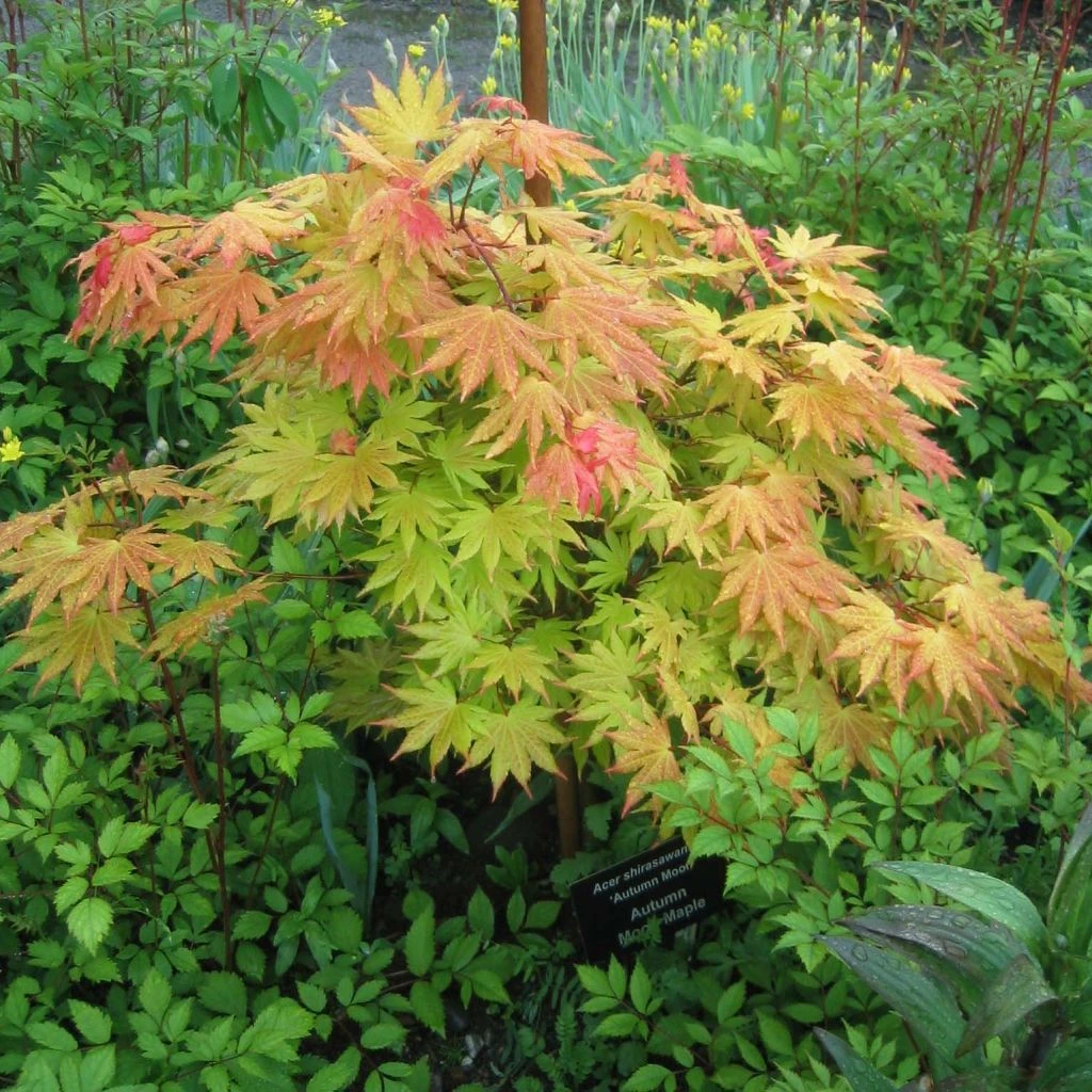 Érable du Japon - Acer shirasawanum Autumn Moon Érable Du Japon - Acer Shirasawanum Autumn Moon -Graines Fleurs Boutique Acer shirasawanum Autumn moon 83917 1