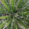 Agave Filifera