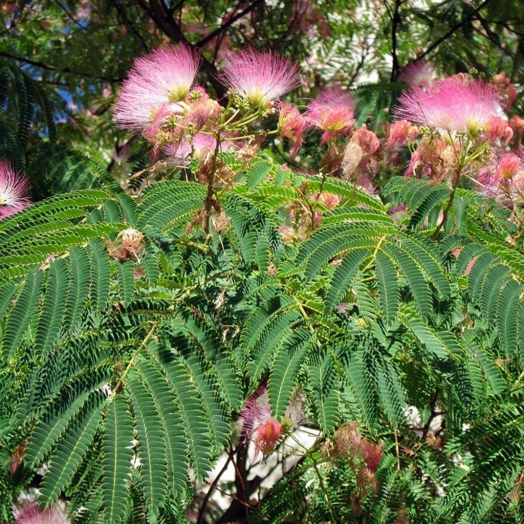 Albizia julibrissin Rosea - Arbre à soie rose Albizia Julibrissin Rosea - Arbre à Soie Rose -Graines Fleurs Boutique Albizia julibrissin Rosea 87575 1