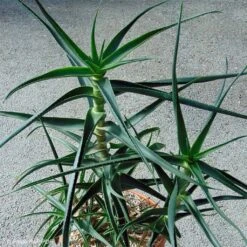 Aloe Striatula - Aloès Arbustif