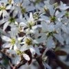 Amelanchier Canadensis - Amélanchier Du Canada