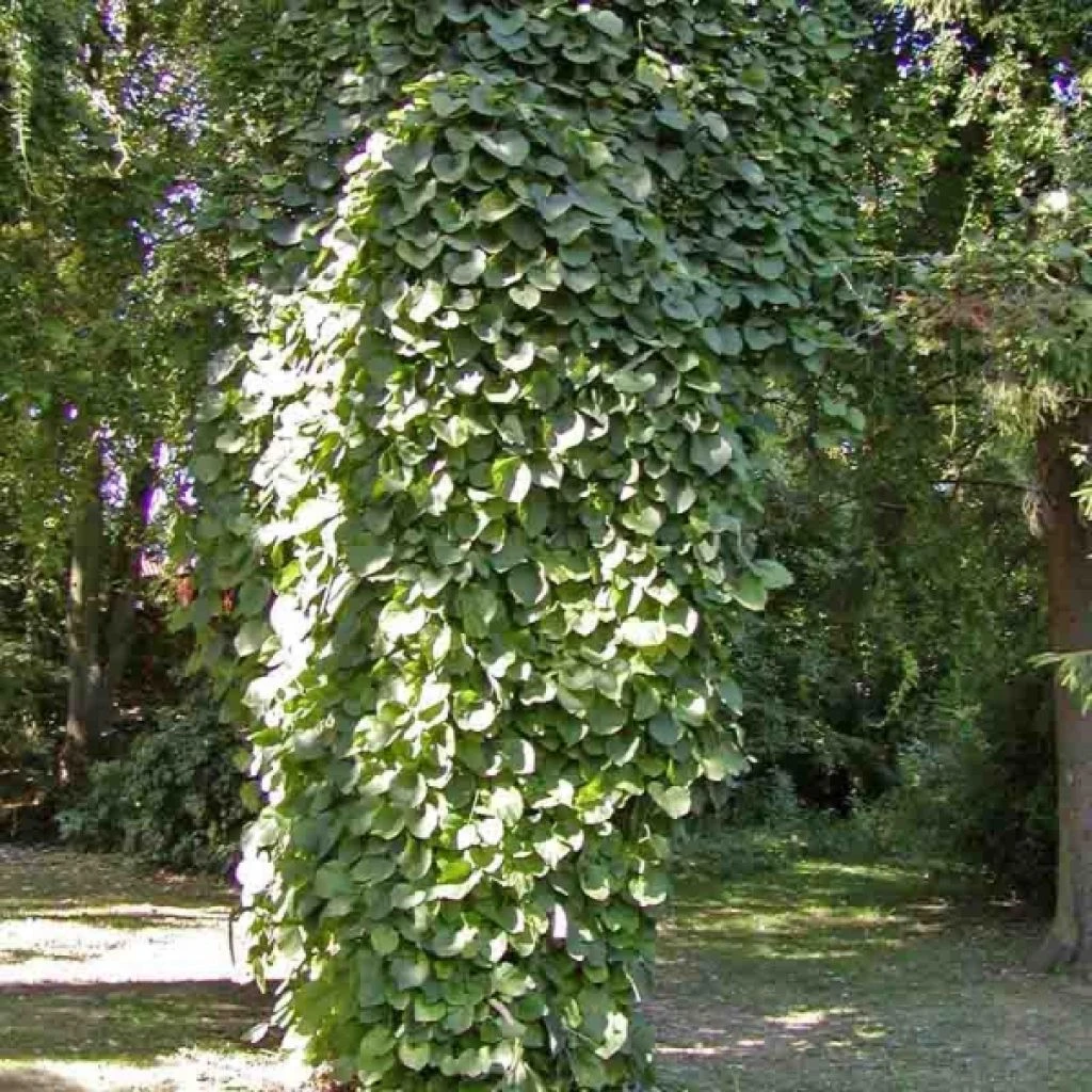 Aristoloche durior - Aristoloche siphon Aristoloche Durior - Aristoloche Siphon -Graines Fleurs Boutique Aristolochia macrophylla ld stan shebs 9586 1