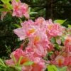 Azalée De Chine Cecile - Azalea Mollis