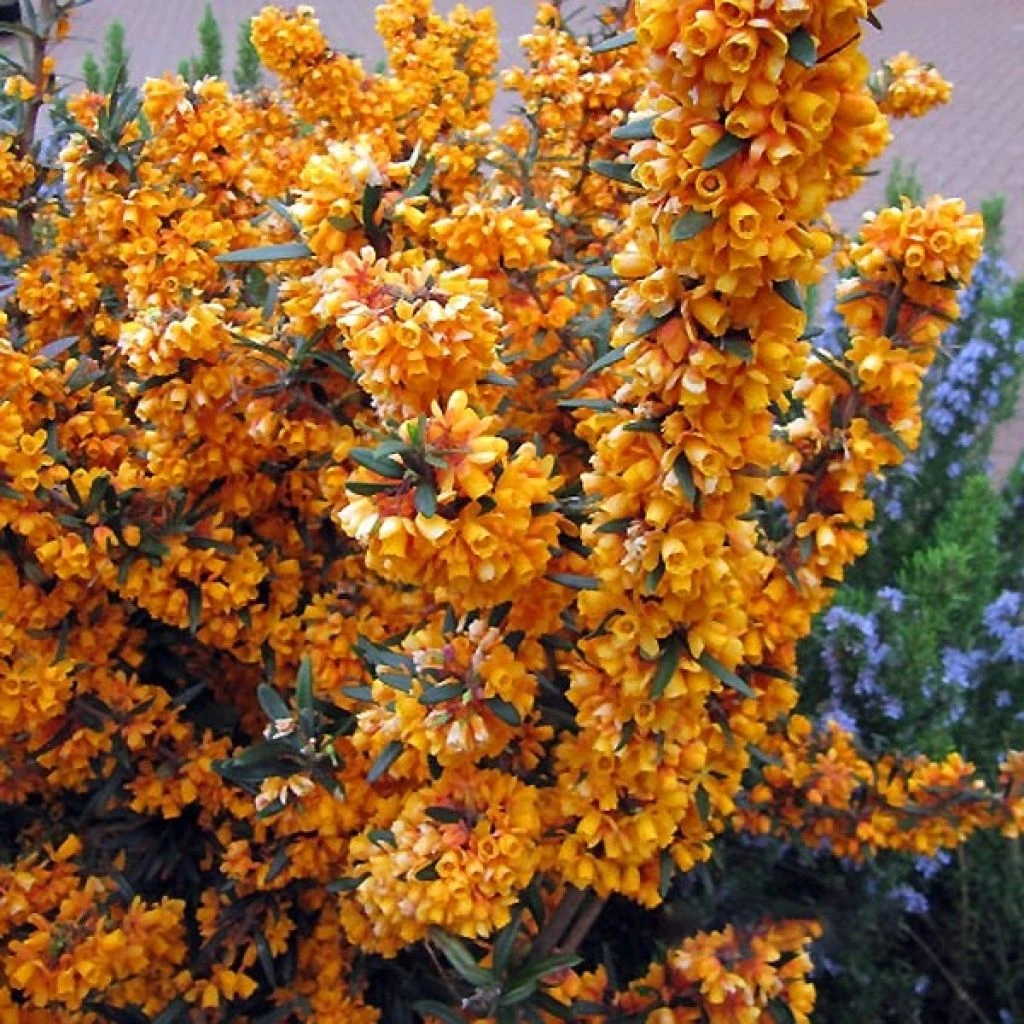 Berberis linearifolia Orange King - Epine-vinette Berberis Linearifolia Orange King - Epine-vinette -Graines Fleurs Boutique Berberis linearifolia Orange King Epine vinette 83955 1