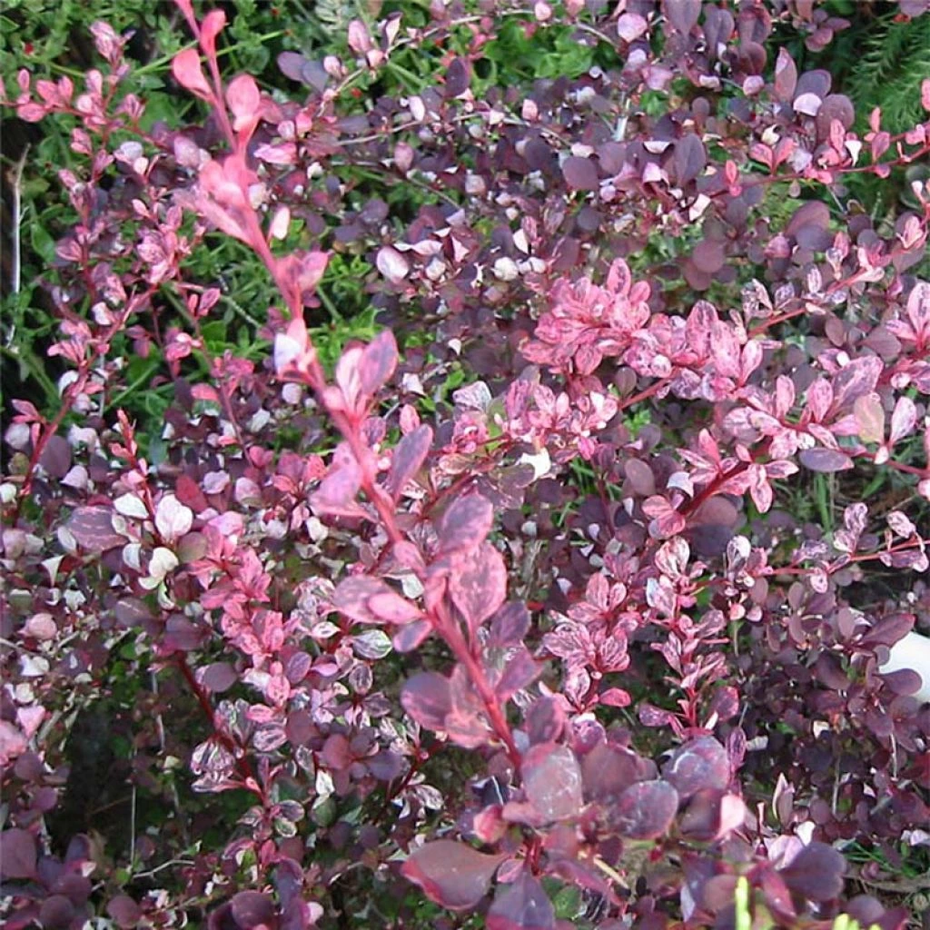 Berberis thunbergii Harlequin - Epine-vinette Berberis Thunbergii Harlequin - Epine-vinette -Graines Fleurs Boutique Berberis thunbergii Harlequin 86962 1