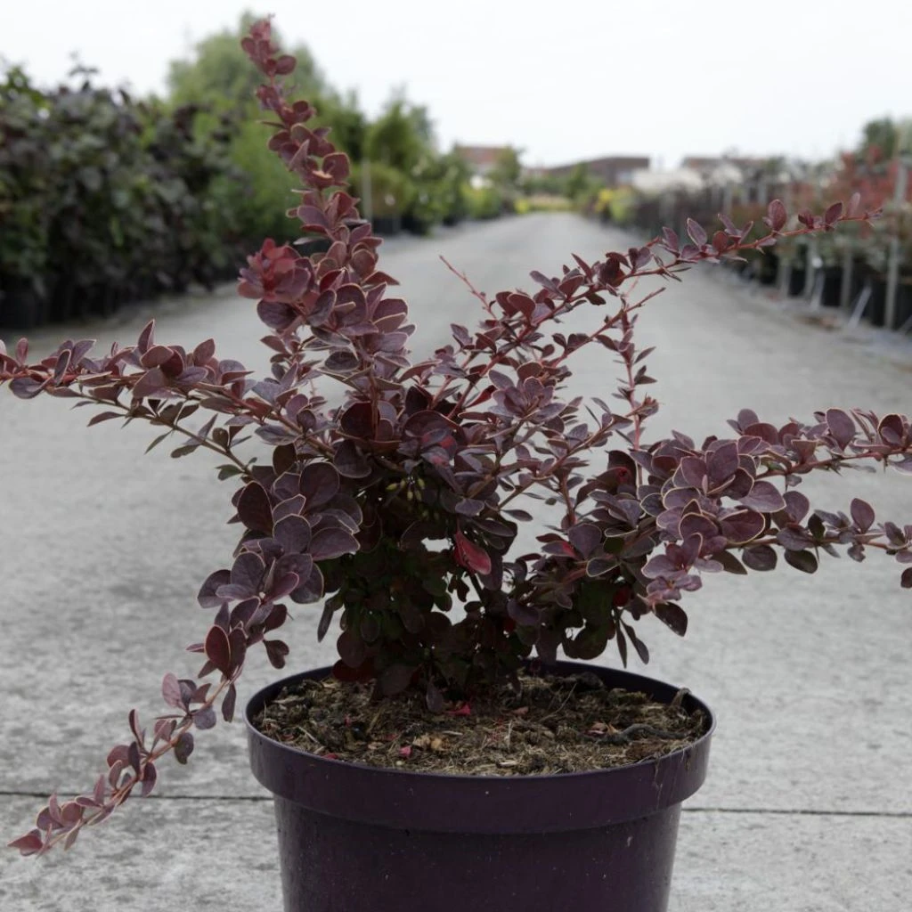 Berberis thunbergii Toscana Berberis Thunbergii Toscana -Graines Fleurs Boutique Berberis thunbergii Toscana 100401 1