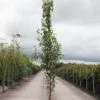 Betula Pendula Fastigiata - Bouleau Fastigié