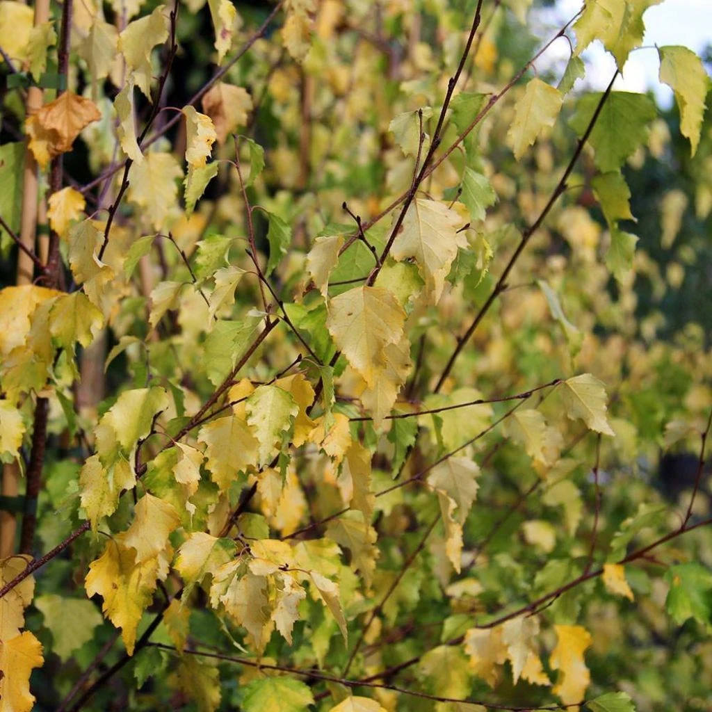 Betula pendula Golden Cloud - Bouleau blanc Betula Pendula Golden Cloud - Bouleau Blanc -Graines Fleurs Boutique Betula pendula Golden Cloud 100404 1