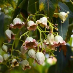 Brachychiton Populneus - Kurrajong