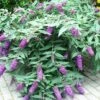 Buddleja BLOOMTASTIC® Dreaming Lavender - Arbre Aux Papillons Nain