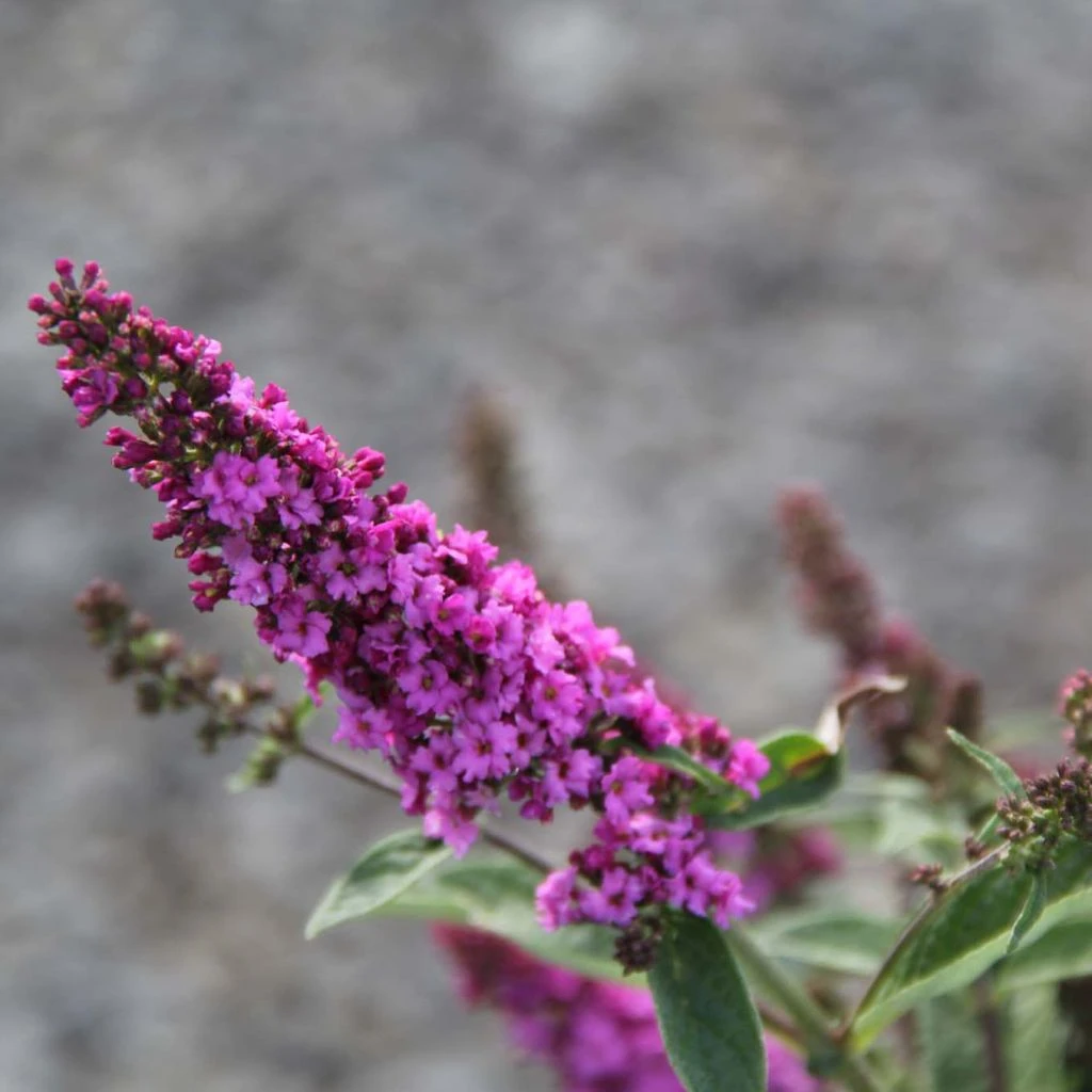 Buddleja Pink Micro Chip - Arbre aux papillons nain Buddleja Pink Micro Chip - Arbre Aux Papillons Nain -Graines Fleurs Boutique Buddleja Pink Micro Chip 84812 1