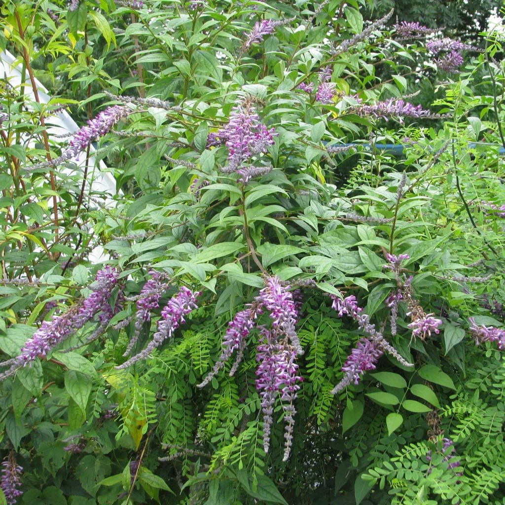 Buddleja lindleyana - Arbre aux papillons de Lindley Buddleja Lindleyana - Arbre Aux Papillons De Lindley -Graines Fleurs Boutique Buddleja lindleyana 83974 1