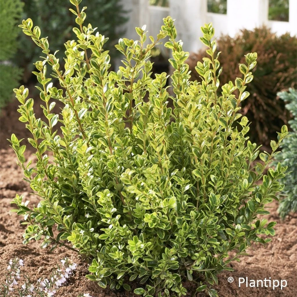 Buxus sempervirens Golden Dream - Buis commun Buxus Sempervirens Golden Dream - Buis Commun -Graines Fleurs Boutique Buxus sempervirens Golden Dream 100392 1