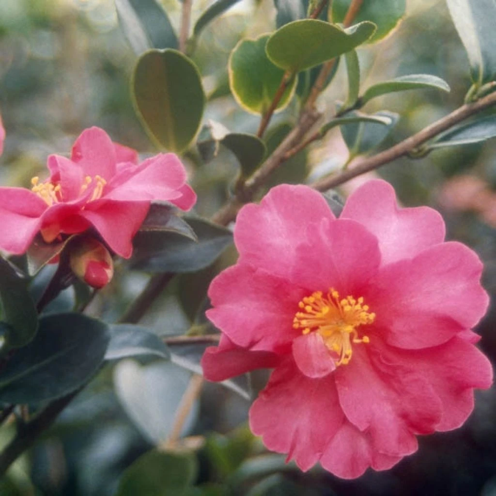 Camélia d'automne - Camellia sasanqua Kanjiro Camélia D'automne - Camellia Sasanqua Kanjiro -Graines Fleurs Boutique CAMELLIA SAS KANJIRO Copyright Minier 7830 1