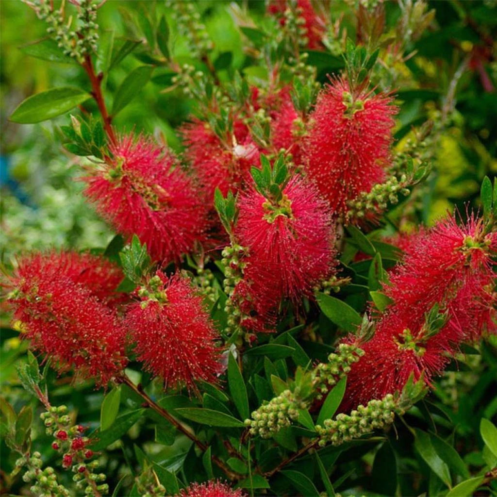 Callistemon (x) Laevis -Graines Fleurs Boutique Callistemon x laevis 83242 1