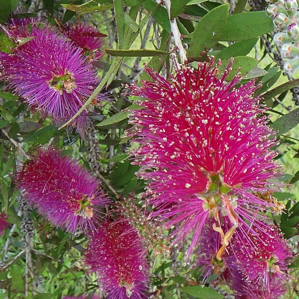 Callistemon citrinus Burgundy - Rince bouteille Callistemon Citrinus Burgundy - Rince Bouteille -Graines Fleurs Boutique Callistemon citrinus Burgundy 87061 1