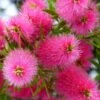 Callistemon Viminalis Bright Pink - Rince Bouteille Pleureur