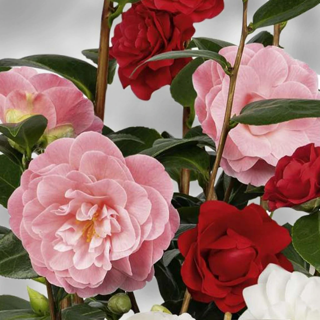 Camélia du Japon - Camellia Three Sisters Camélia Du Japon - Camellia Three Sisters -Graines Fleurs Boutique Camelia du Japon Camellia Three Sisters IF 19002 1