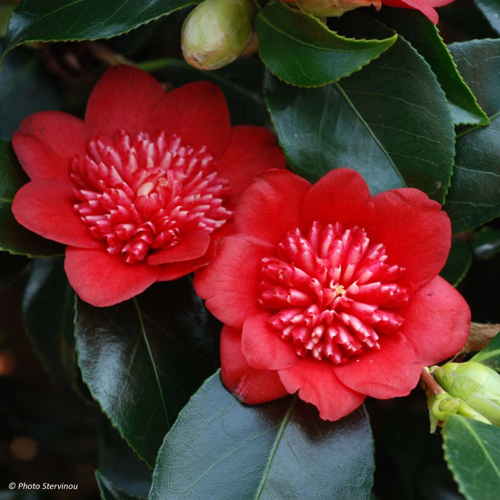 Camelia Bob's Tinsie - Camellia japonica Camelia Bob's Tinsie - Camellia Japonica -Graines Fleurs Boutique Camellia Bob s Tinsie 85273 1