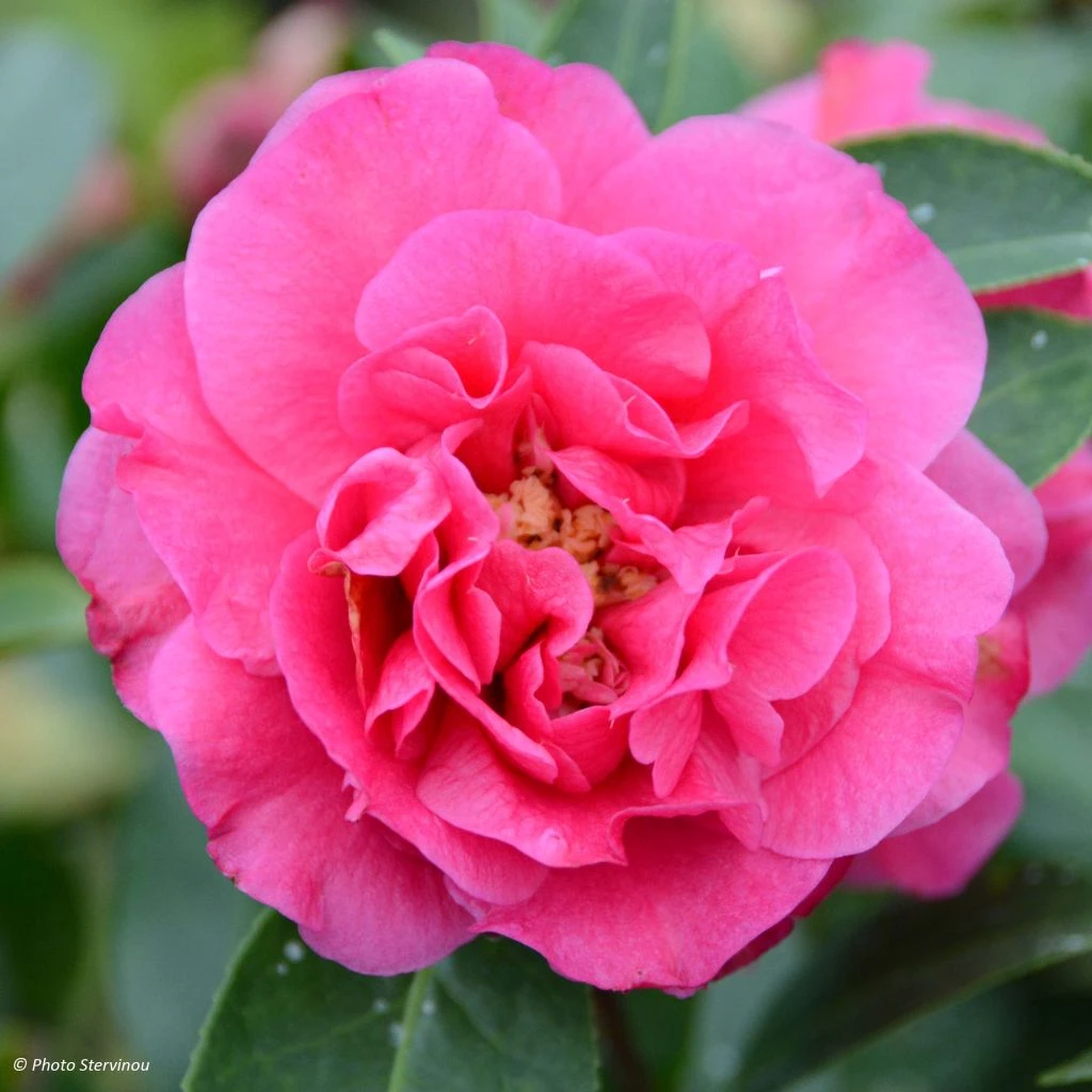 Camelia Fiesta Grande - Camellia (x) reticulata Camelia Fiesta Grande - Camellia (x) Reticulata -Graines Fleurs Boutique Camellia Fiesta Grande 85276 1