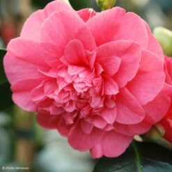 Camélia Chandleri Elegans - Camellia Japonica