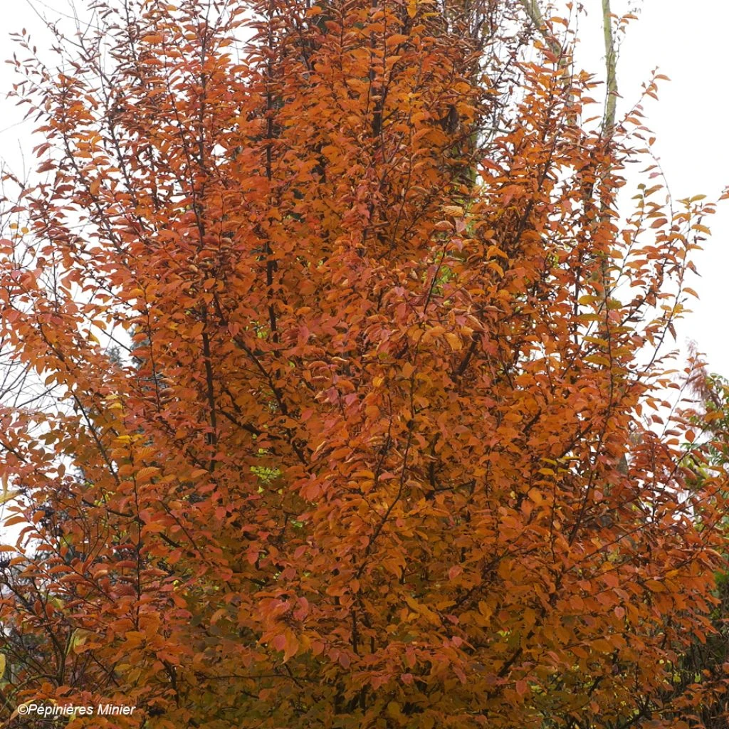 Carpinus betulus Orange Retz - Charme commun Carpinus Betulus Orange Retz - Charme Commun -Graines Fleurs Boutique Carpinus betulus Orange Retz 82344 1