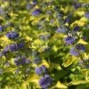 Caryopteris Hint Of Gold