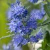 Caryopteris X Clandonensis Blauer Spatz (Oiseau Bleu)