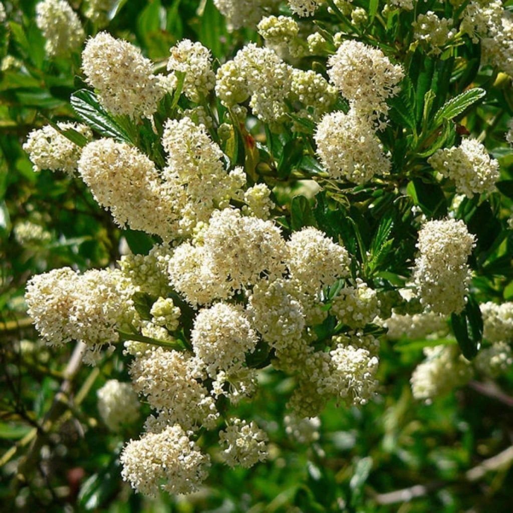Céanothe thyrsiflorus Millerton Point - Lilas de Californie Céanothe Thyrsiflorus Millerton Point - Lilas De Californie -Graines Fleurs Boutique Ceanothus thyrsiflorus Milerton Point ld EcoCenteratHPP 781573 1