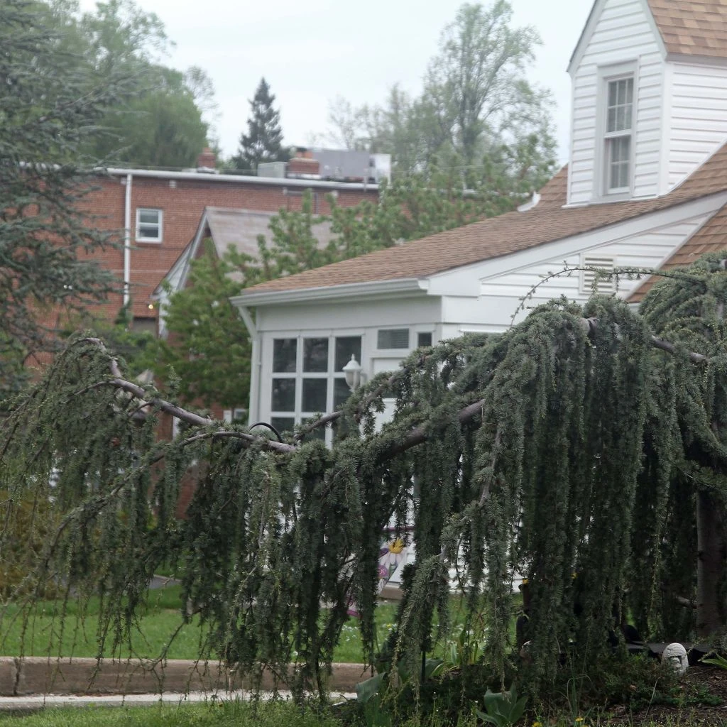 Cèdre de l'Atlas pleureur - Cedrus libani Atlantica Pendula Cèdre De L'Atlas Pleureur - Cedrus Libani Atlantica Pendula -Graines Fleurs Boutique Cedrus libani Atlantica Pendula 83989 1