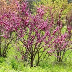 Cercis Chinensis Avondale - Arbre De Judée