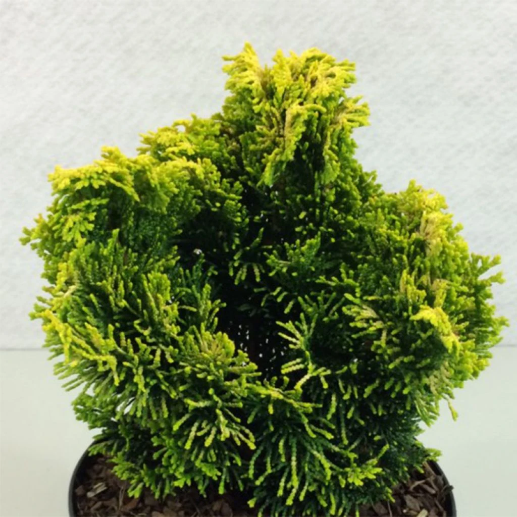Chamaecyparis obtusa Andorra - Faux cyprès hinoki du Japon Chamaecyparis Obtusa Andorra - Faux Cyprès Hinoki Du Japon -Graines Fleurs Boutique Chamaecyparis obtusa Andorra 624002 1