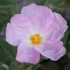Cistus Argenteus Peggy Sammons - Ciste Hybride