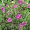 Cistus Pulverulentus - Ciste Pulvérulent