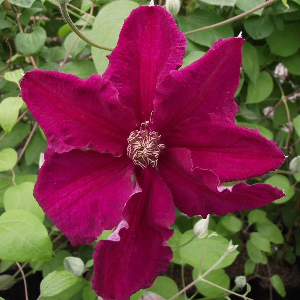 Clématite - Clematis Ernest Marckham Clématite - Clematis Ernest Marckham -Graines Fleurs Boutique Clematis Ernest Marckham 681496 1