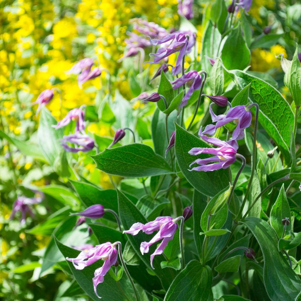 Clématite - Clematis integrifolia Jessica Clématite - Clematis Integrifolia Jessica -Graines Fleurs Boutique Clematis integrifolia Jessica Evipo012 1009701 1