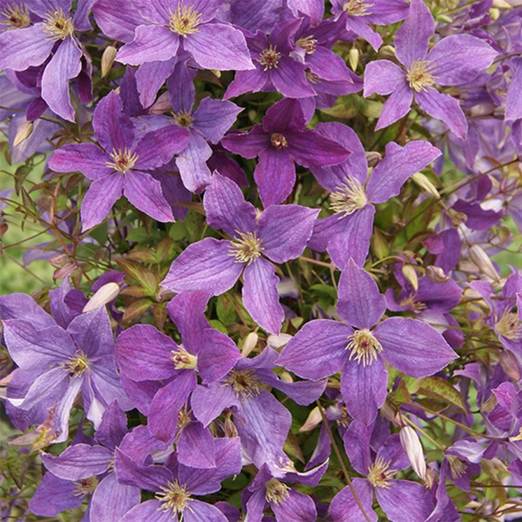 Clématite - Clematis viticella Sunny Sky Clématite - Clematis Viticella Sunny Sky -Graines Fleurs Boutique Clematis viticella Sunny Sky 81376 1