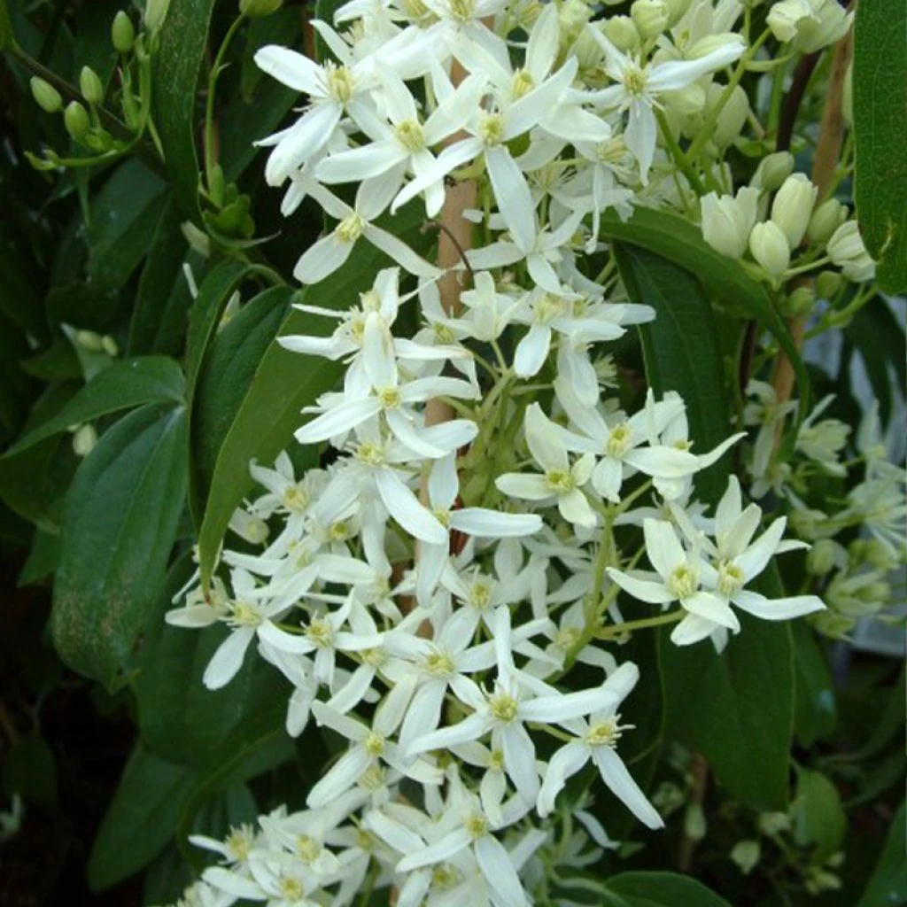 Clématite - Clematis armandii Little White Charm Clématite - Clematis Armandii Little White Charm -Graines Fleurs Boutique Clematite Clematis armandii Little White Charm IF 6813641 1