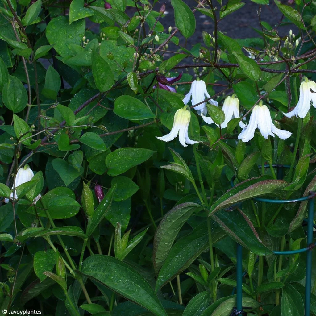 Clématite - Clematis integrifolia Baby White Clématite - Clematis Integrifolia Baby White -Graines Fleurs Boutique Clematite Clematis integrifolia Baby White copyright Javoy 17171 1