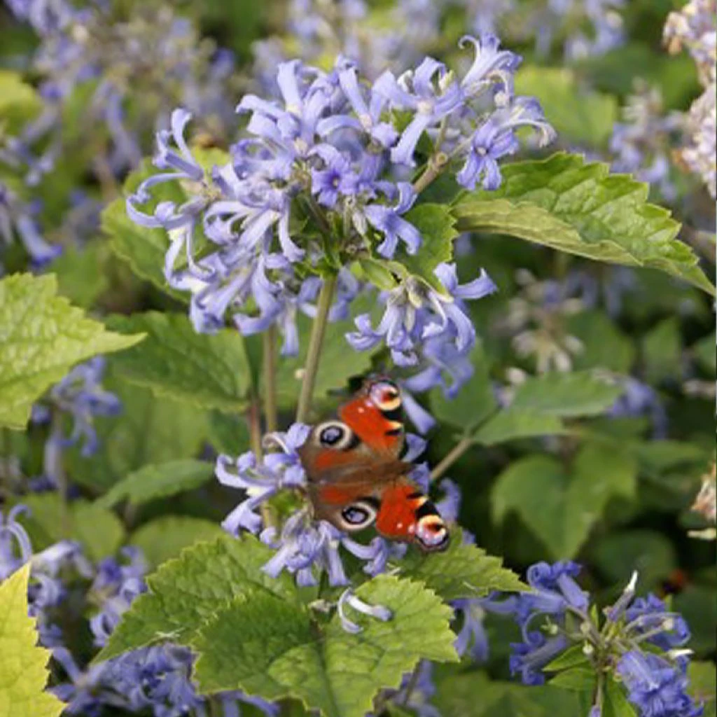 Clématite herbacée - Clematis heracleifolia Clématite Herbacée - Clematis Heracleifolia -Graines Fleurs Boutique Clematite herbacee Clematis heracleifolia IF 7715791 1